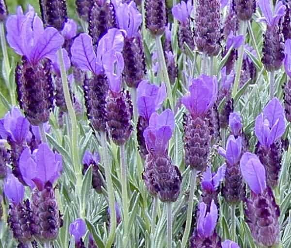 Lavandula stoechas