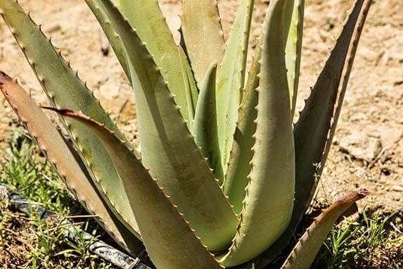 Aloe vera