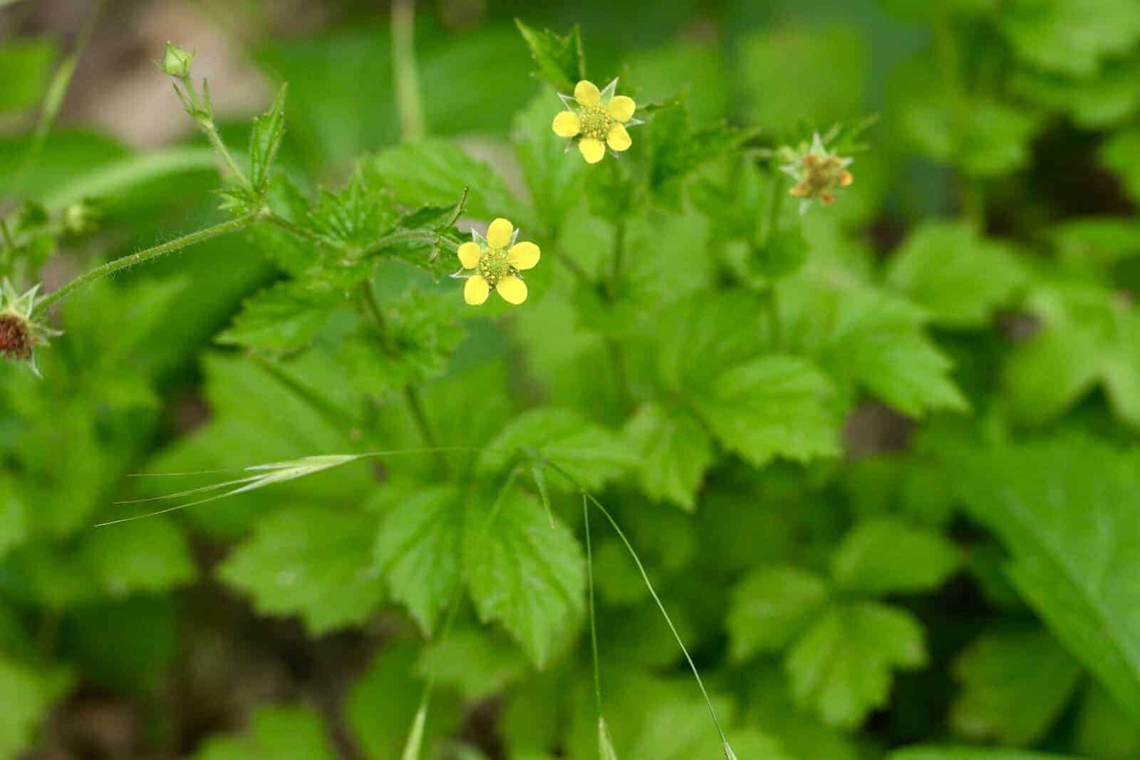 Geum urbanum