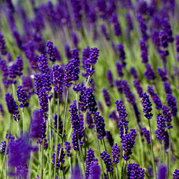 Lavandula angustifolia