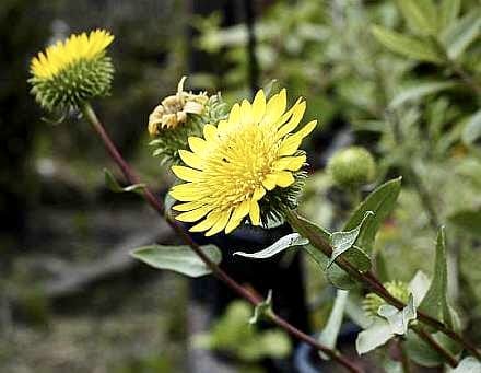 Grindelia robusta