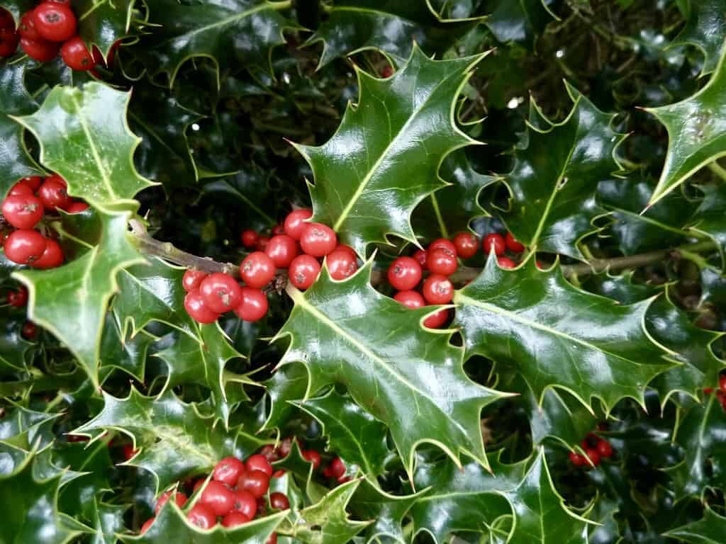 Ilex aquifolium