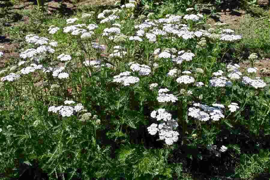 Achillea millefolium