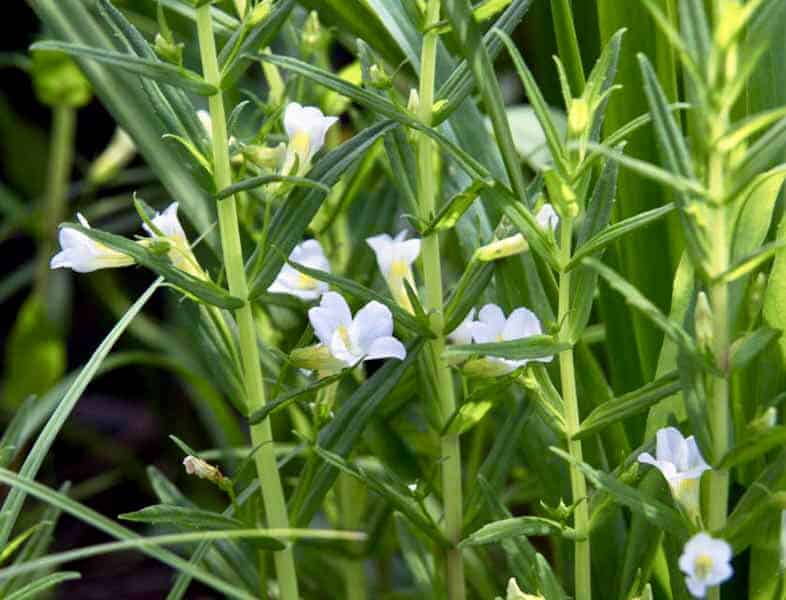 Gratiola officinalis