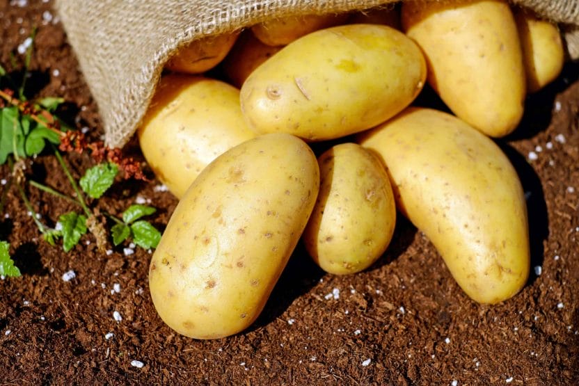 cómo cultivar patatas