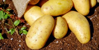 cómo cultivar patatas