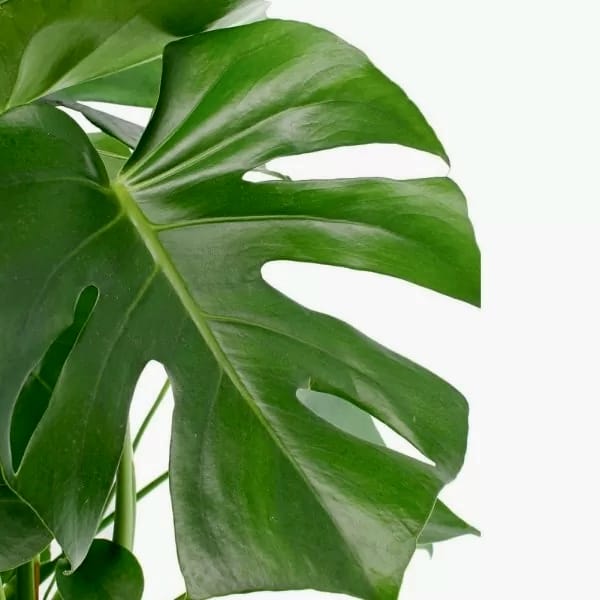 Monstera