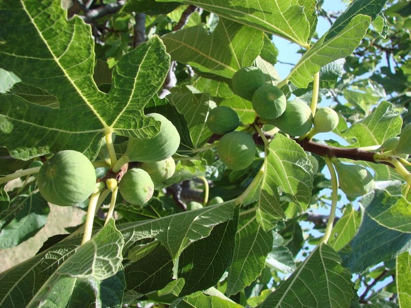 Ficus carica Higera