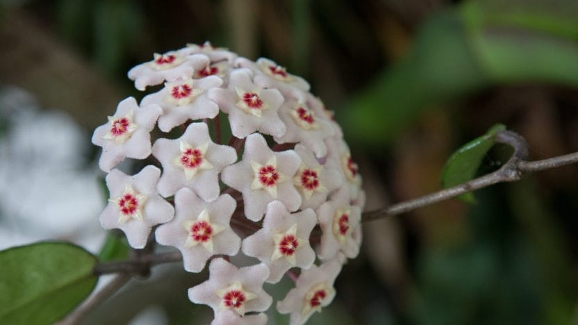 Hoya carnosa flor