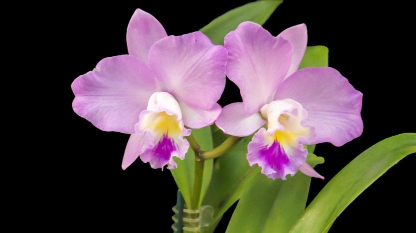 Orquídeas en flor